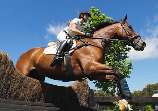 Why Horses Lose Condition During The Summer