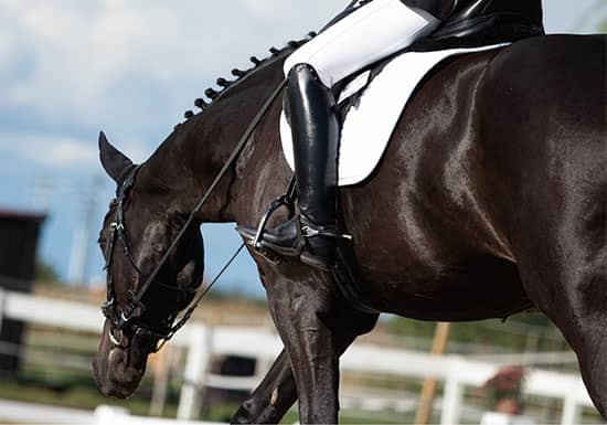 Hot Weather Heroes: Best Cooling Gear for Your Horse