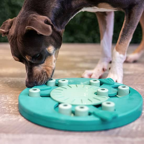 Shop Puzzles for dogs and cats at FarmVet